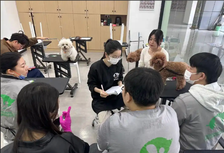 相城区宠物美容师宠物美容培训学校 - 厂家